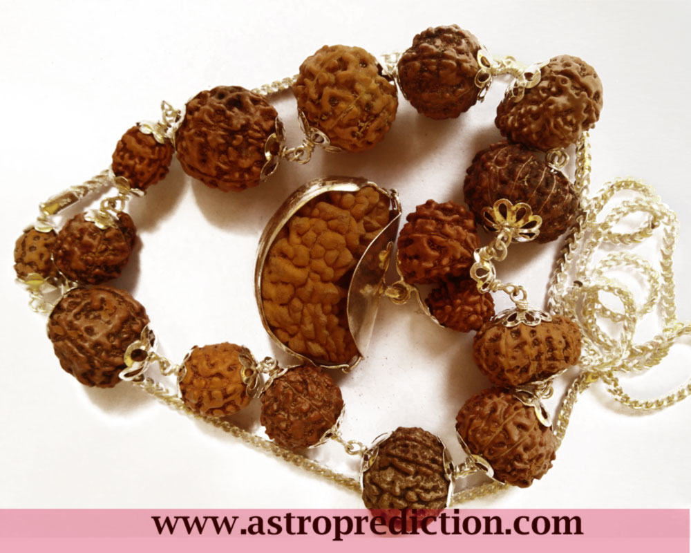 1 to 14 Mukhi Rudraksha Mala