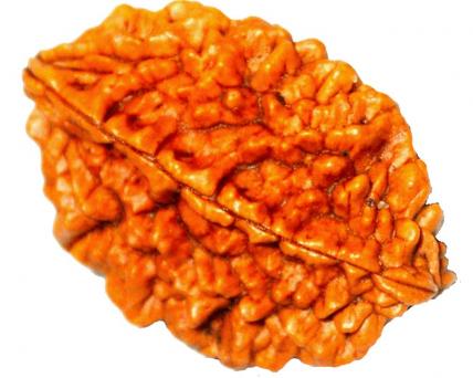 Two Face Rudraksha