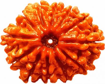 Twelve Face Rudraksha