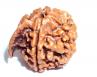 Ganesh Rudraksha