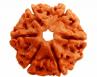 Six Face Rudraksha