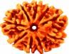 Nine Face Rudraksha